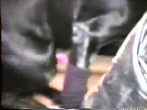 Vintage Wife Dog Fuck