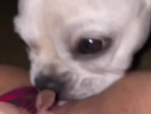 Girl gets a good dog lick