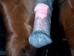 Naughty horse cock
