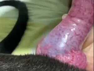 big dick ,nice bj and ride