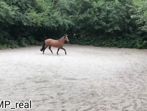 Lady Wolf - Indian Nights