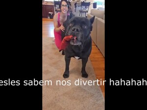 introdução ao zoo em portuguesBr