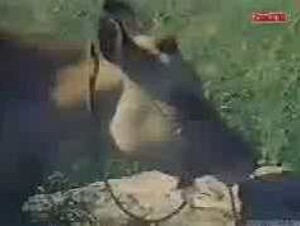 Wife help me to fuck the cow pussy