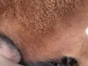 Big brother fucking a young calf ass