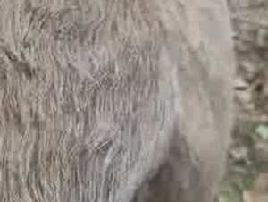 Pakistani man fuck donkey