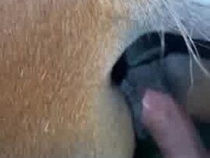 Helping husband to fuck mare