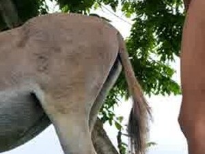 Daddy rape a donkey