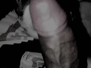 Cachorra lambendo pau