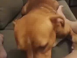 SENDO CHUPADA ENQUANTO ASSISTE BBB