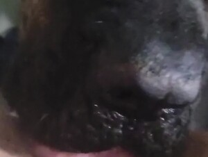 Big Мastiff makes mom cum and squirt