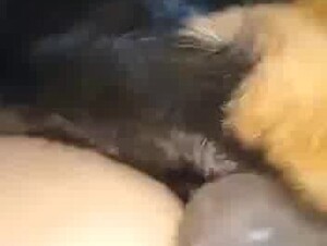 Husband and dog fuck wife