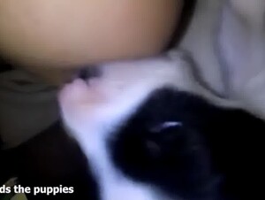 Father dog and puppies