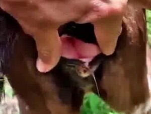 Fucking calf tight pussy