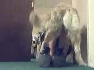 Shylark Kinkygames Caledonian