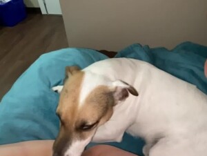 Girl Having Fun with her Dog