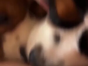 Two dogs compete on who gets the pussy first