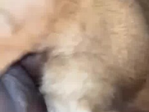 Smart dog fuck ebony