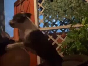 Random outdoor sex with dog