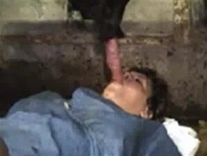 மாடு சூத்துல என் பூளு Making cow pussy wet to fuck