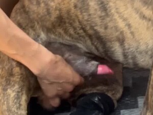 Getting dog cock hard for a good time