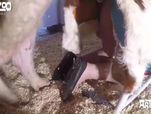 Boar brutally fucks girl in vagina