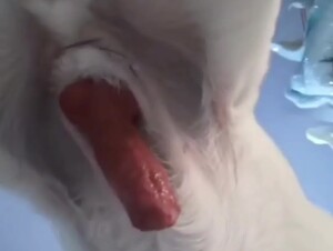 Chinese video Dog
