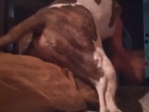 Humped real good on her bed