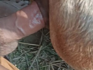 Натягиват лошадь