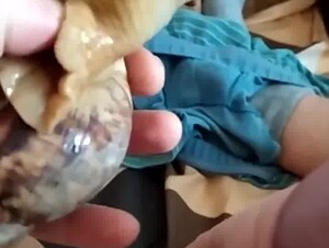 Массаж члена улитками