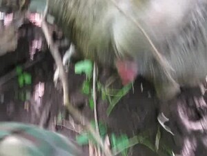 Парень кончает в пони