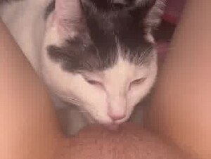 Кошачий куни