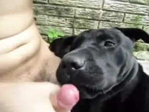 Кончает собаке в рот