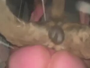 Dogão socando no cú