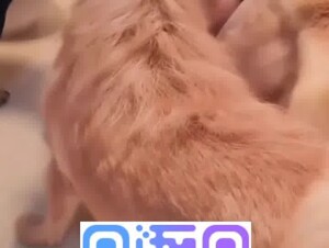 Washroom dog gangbang party