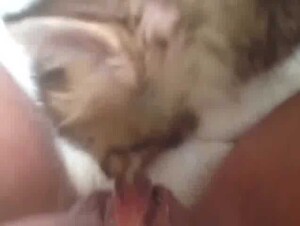 Cat licks pussy 3
