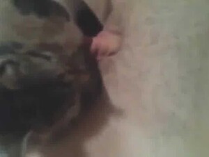 Cat licks pussy 6