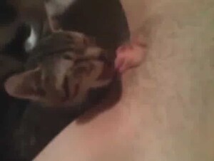 Cat licks pussy 7