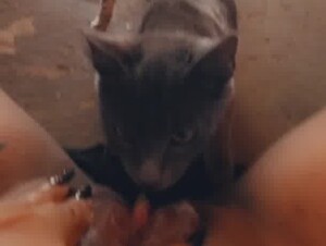 Cat licks pussy 9