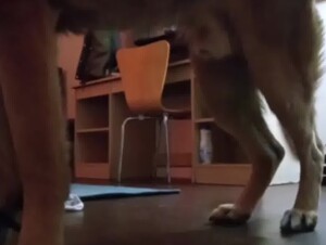 Tattooed wife fucking with dog and push cum out