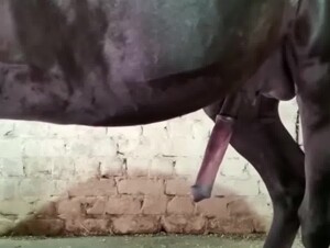 The woman masturbated her horse until it came