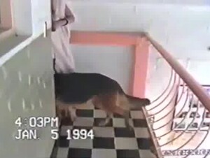 Classic video- your teen with dog