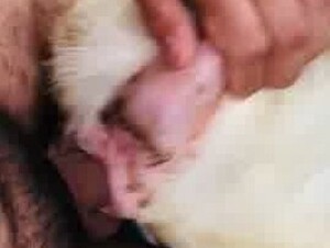 The goat is longing to fuck me.