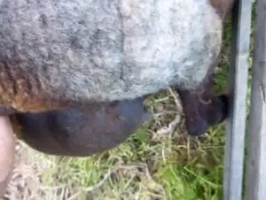 Fill the sheep pussy