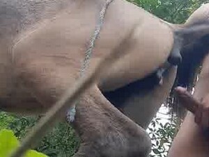 When my wife is not at home, I go to the farm and fuck the horse.