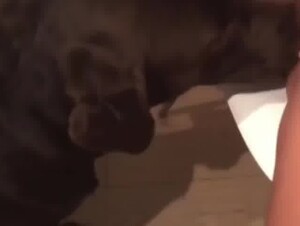 My dog lick and make me wet then gives me hardcore fuck