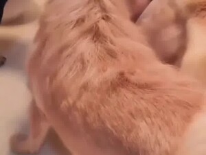 Many dogs take turn to this Chinese slut