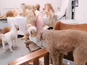 BIg dog party gangbang collection cheap