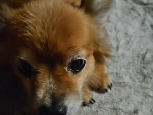 Mom and pup relaxing