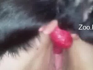 Dog sex dog cum in girl's pussy