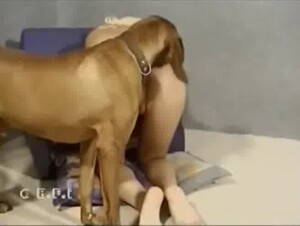 Brown doggie is awarding hot blonde with zoo sex